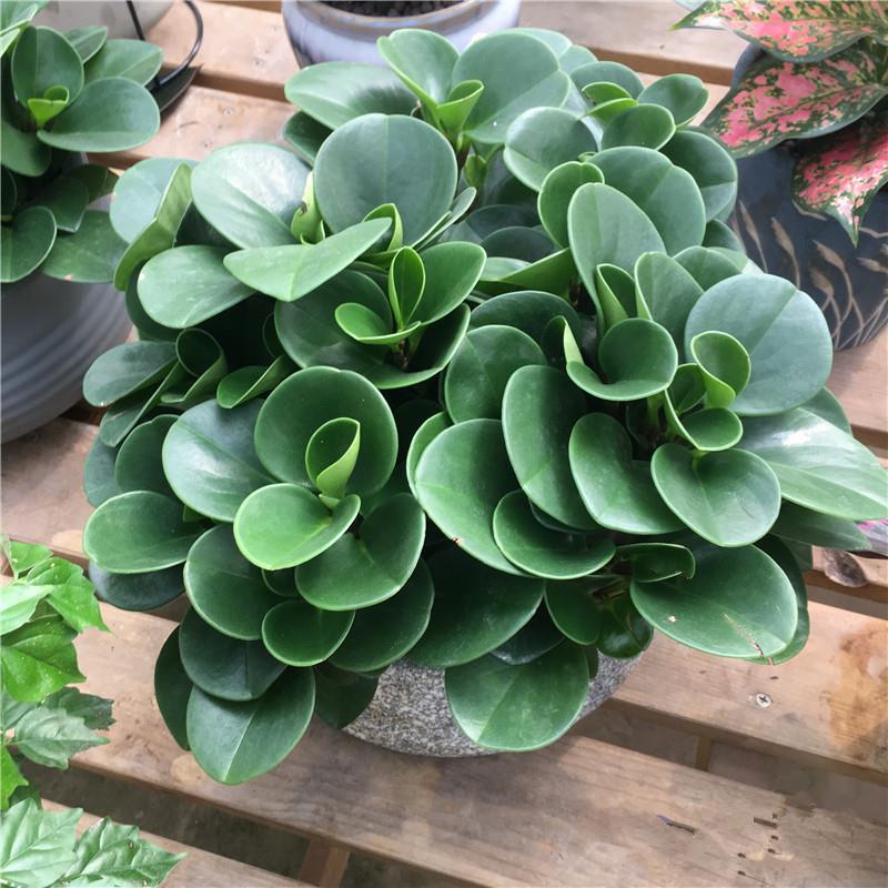 豆瓣绿多肉植物盆栽吸二手烟室内客厅桌面绿植碧玉水培植物花卉