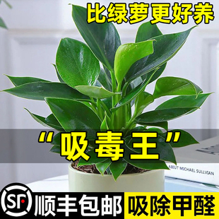 金钻盆栽大叶绿公主绿萝水培植物室内绿植好养花卉去甲醛四季 常绿