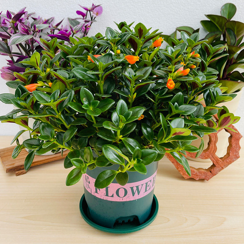 金鱼吊兰带花苞盆栽花卉室内阳台好养的植物趣味植物开花像小金鱼