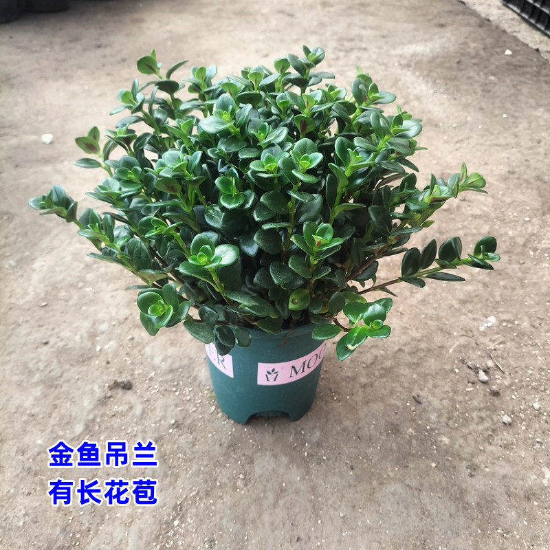 四季金鱼花吊兰盆栽室内绿植花卉多肉植物绿萝发财树好养吸甲醛,鲜花速递/花卉仿真/绿植园艺,时令草本花卉,淘宝优惠券,粉丝福利购,淘宝优惠卷