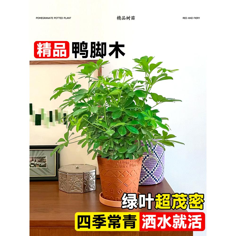 鸭脚木盆栽八方来财鸭掌木室内客厅植物聚财树阳台禄绿植四季常青