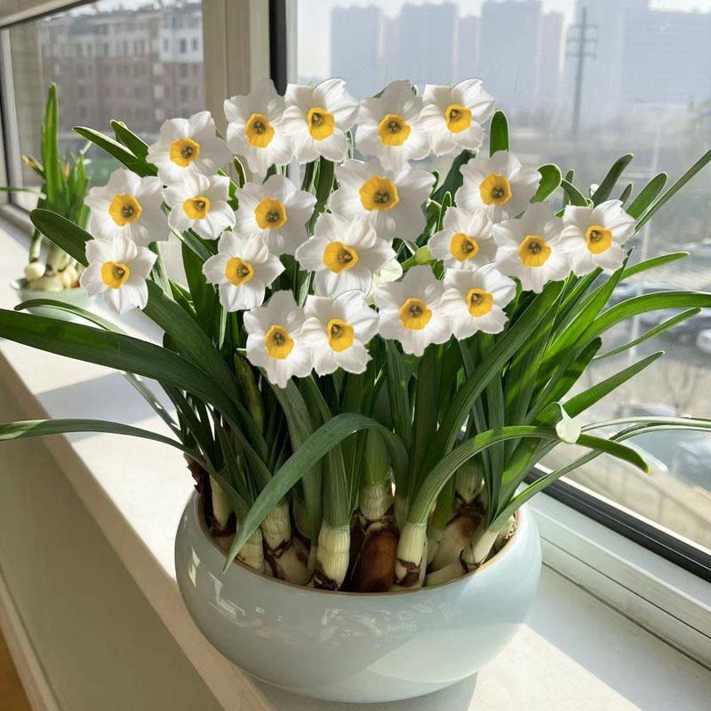 水仙花种球室内水培水养漳州水仙盆栽四季开花花卉植物种子好养活