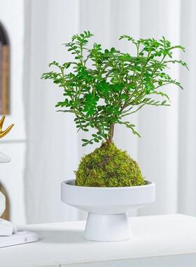 水培植物苔藓球清香木盆景
