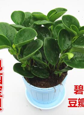 豆瓣绿窗台,书房,办公桌无