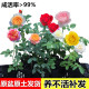 月季 小苗 玫瑰果汁阳台月季 花苗四季 开花植物特大花卉盆栽绿植四季