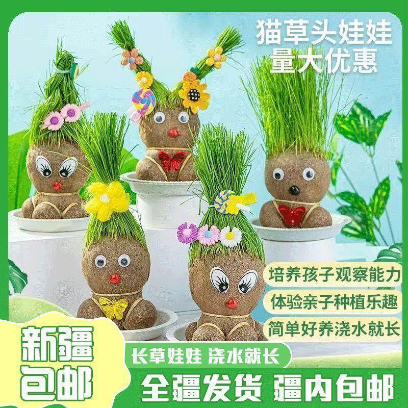 新疆包邮长草头娃娃开花娃娃儿童植物盆栽室内阳台抖音同款猫草