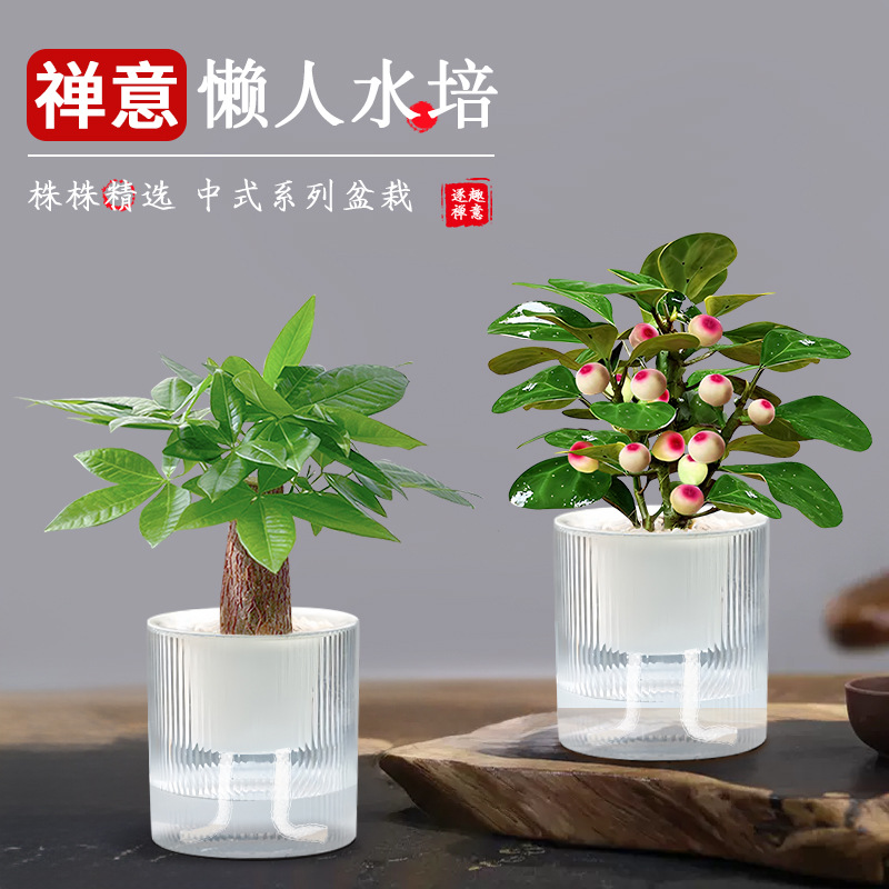 水培植物发财树金钻盆栽室内客厅桌面绿植小盼菩提禅意盆景好养活