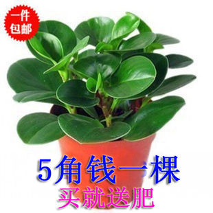 豆瓣绿盆栽吸烟鬼花盆栽净化空气绿萝盆栽水培植物青叶碧玉盆栽