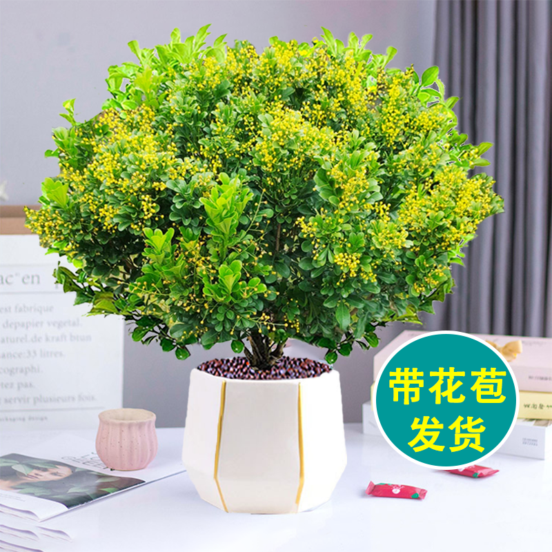 四季开花浓香米兰花盆栽带花苞办公室内桌面好养绿植防蚊虫大颗