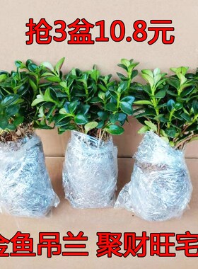 稀有红色黄色金鱼吊兰盆栽金鱼花苗亲嘴鱼兰开花室内办公室吸甲醛