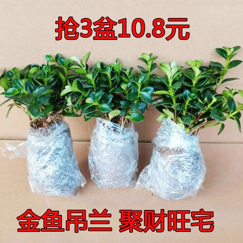 稀有红色黄色金鱼吊兰盆栽花苗亲