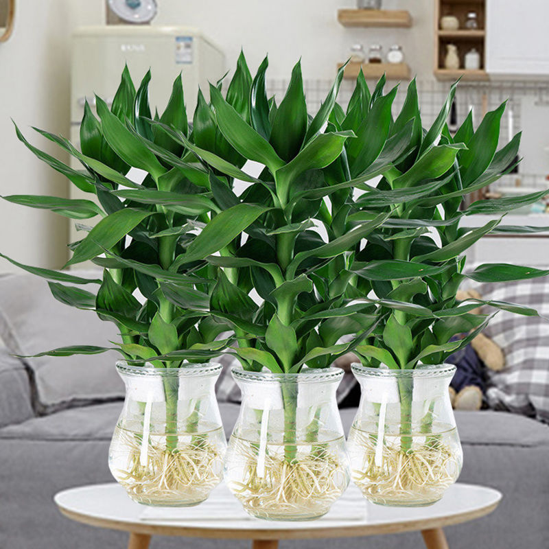 富贵竹水养植物盆栽室内客厅观音竹水培带根好养绿植花卉