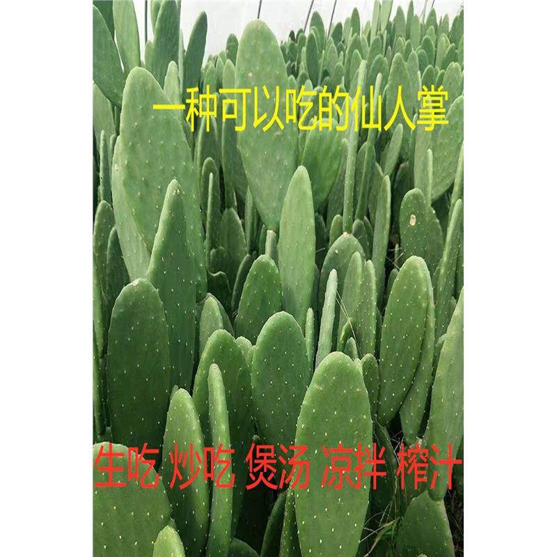 仙人掌盆栽药用食用绿植电脑米邦塔仙人球植物室内四季常绿