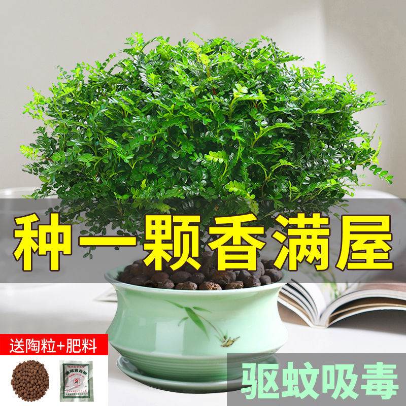 正宗清香胡椒木盆栽浓香型驱蚊虫花草植物室内绿植好养九里香树苗