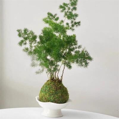 蓬莱松苔藓球室内办公室绿植苔藓球放轻松植物招财雾松盆栽桌面