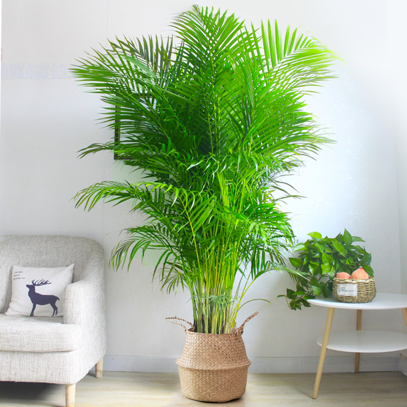 散尾葵大型绿植室内树开业植物凤尾竹办公室客厅落地式大盆栽北京