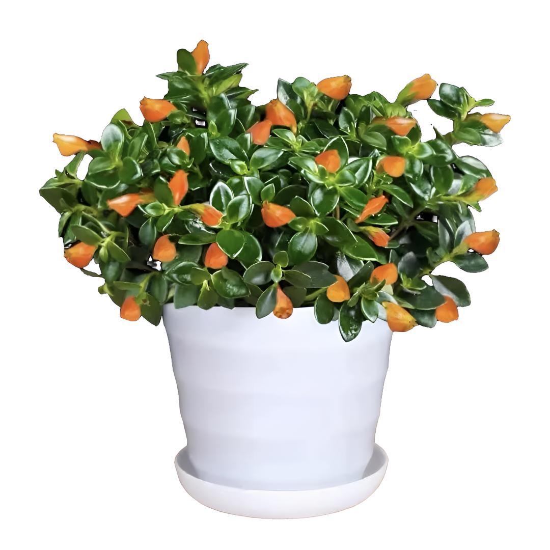 金鱼花吊兰金鱼花盆栽室内客厅四季常青绿植花卉四季开花好养易活