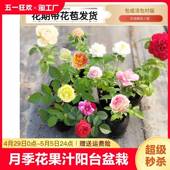 月季 花苗果汁阳台四季 可盆栽玫瑰特大花藤本花树蔷薇爬藤小苗蒂娜
