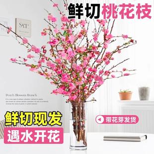 鲜切桃花枝水培室内好养花卉盆栽红梅雪柳珍珠李秋冬植物遇水开花