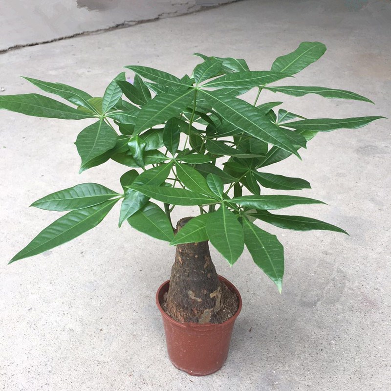 发财树盆栽中型室内招财植物大树