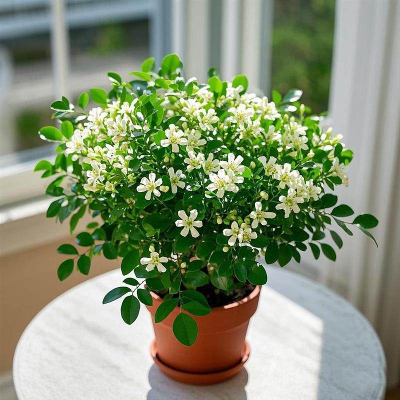 九里香盆栽带花苞室内阳台庭院花卉植物四季开花好养易活耐寒绿植,鲜花速递/花卉仿真/绿植园艺,绿植,淘宝优惠券,粉丝福利购,淘宝优惠卷