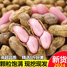 新鲜湿花生带壳花生现挖当季新鲜泥壳花生水煮生吃农家小花生新鲜