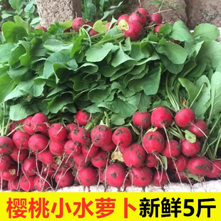 樱桃萝卜红皮甜脆生吃蔬菜新鲜水果特产东北蘸酱菜小红萝卜带缨装