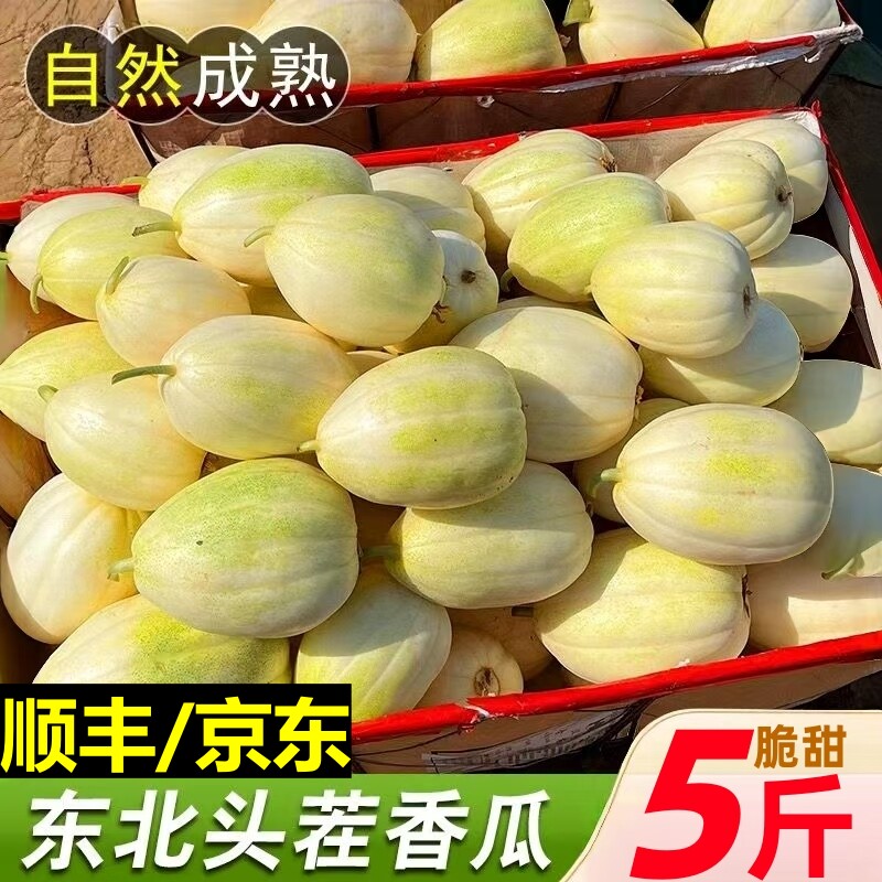 东北香瓜小甜瓜新鲜水果时令应当季水果整箱白糖罐面蜜瓜包邮现摘