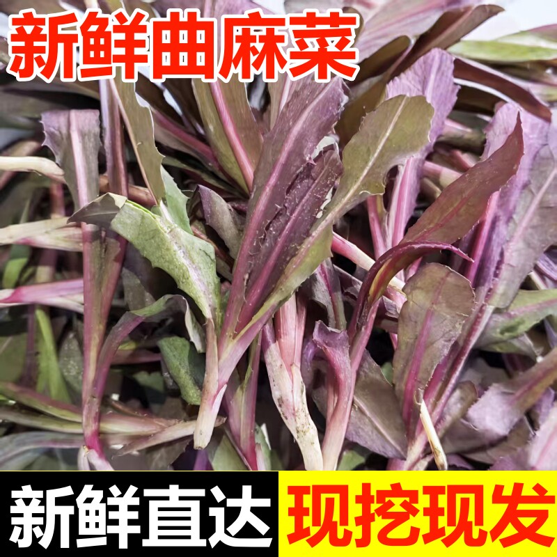 曲麻菜新鲜野生苦麻菜苗苦菜东北特产野菜曲曲菜苣荬菜蘸酱菜现挖