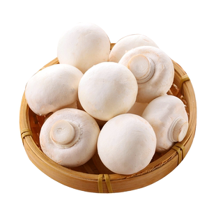 新鲜口蘑现摘双孢菇白蘑菇新鲜口蘑时令食用烧烤火锅蔬菜顺丰