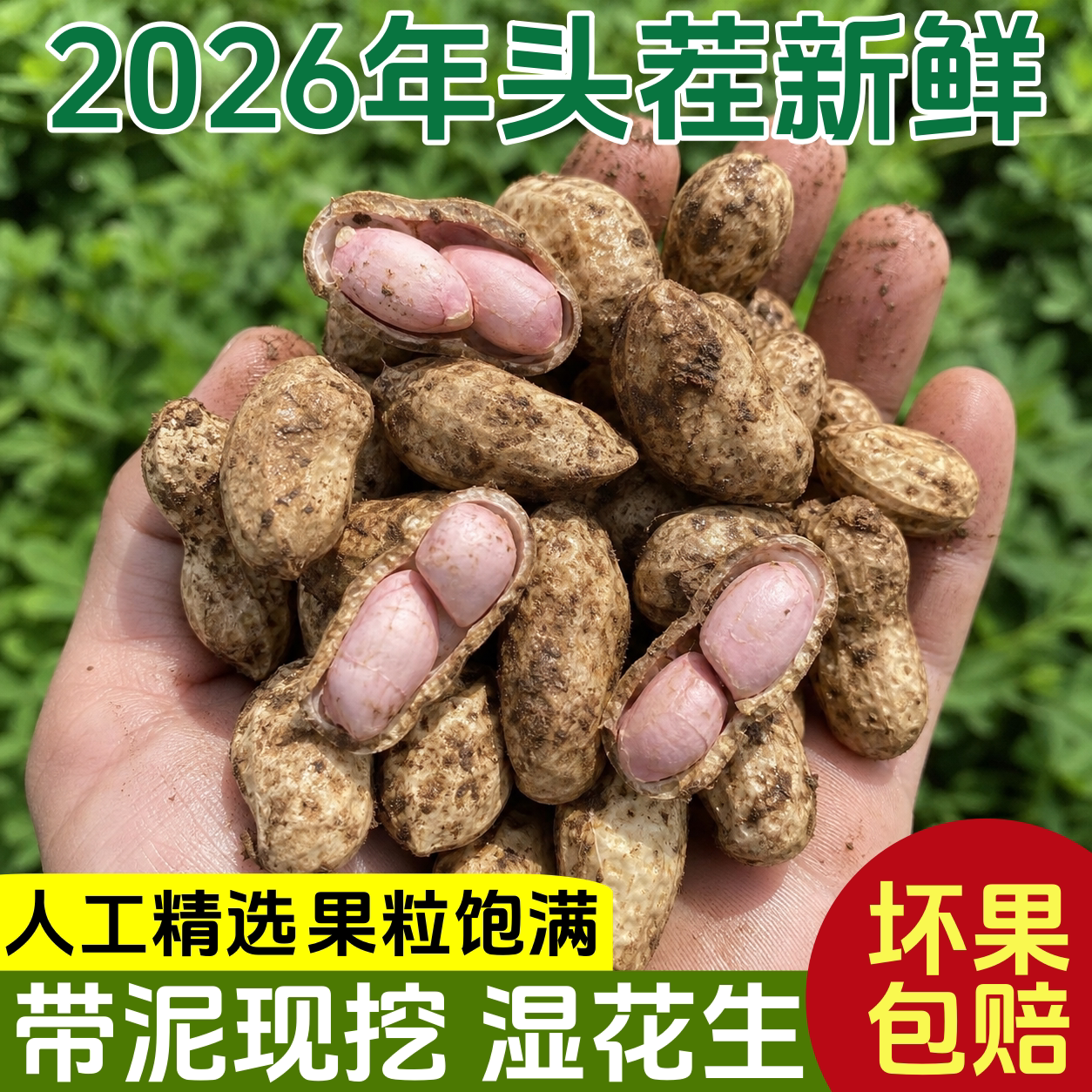 2026年新鲜湿花生当季新鲜现挖带泥壳农家自种花生水煮生吃小花生 - 实物图