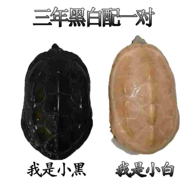 白玉龟顶墨龟全黑小乌龟活体宠物外塘深水龟情侣一对观赏白化草龟