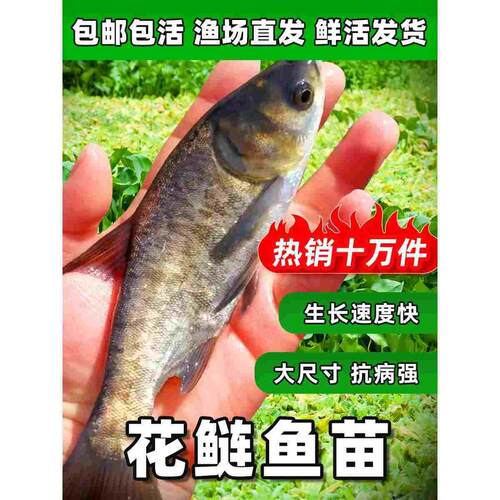 花鲢鱼苗大头鱼苗鳙鱼苗包活大头鳙鱼苗胖头鱼苗黑鲢鱼苗白鲢鱼