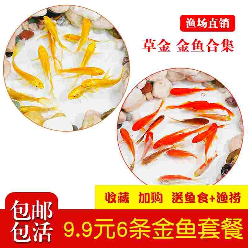草金鱼活鱼观赏鱼鱼苗小金鱼小型淡水好养耐活冷水鱼锦鲤活体