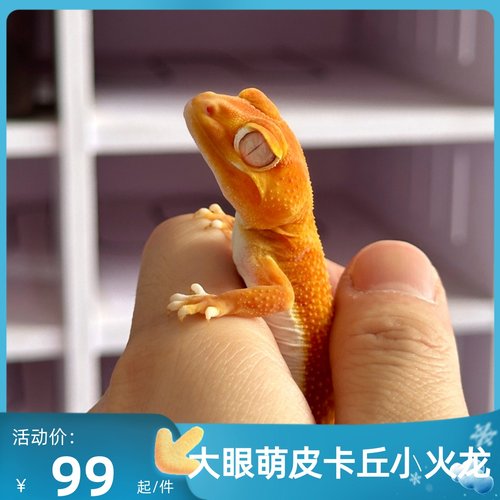 瘤尾守宫皮卡丘蜥蜴幼苗大眼萌宠小火龙罕见宠物适合小孩子养的爬