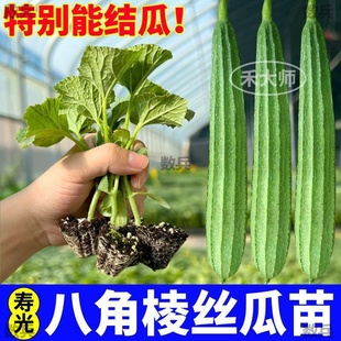 壽光四季 八角棱絲瓜苗秧鮮花中綠大肉蘋(píng)果絲瓜種子高產(chǎn)肉嫩帶土球