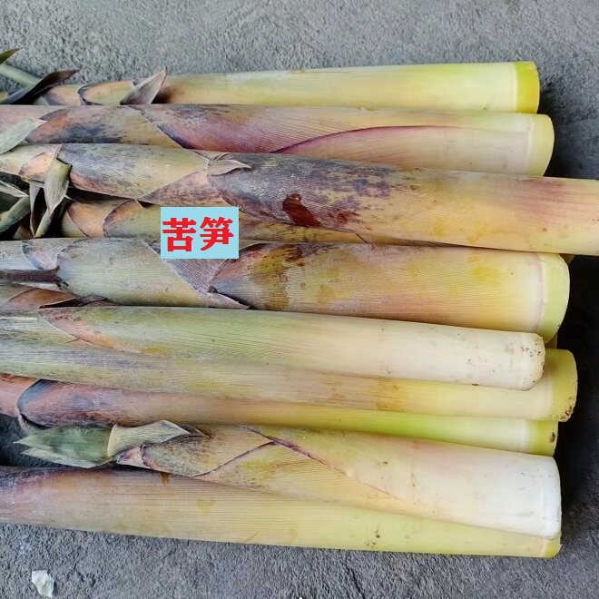 6斤装 江西苦笋新鲜现挖带壳苦笋笋客家特产野生小笋时令蔬菜