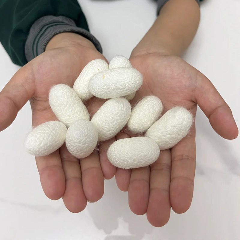 速发手工蚕丝扇子材料包蚕茧蚕蛹干蚕丝扇白色干茧子