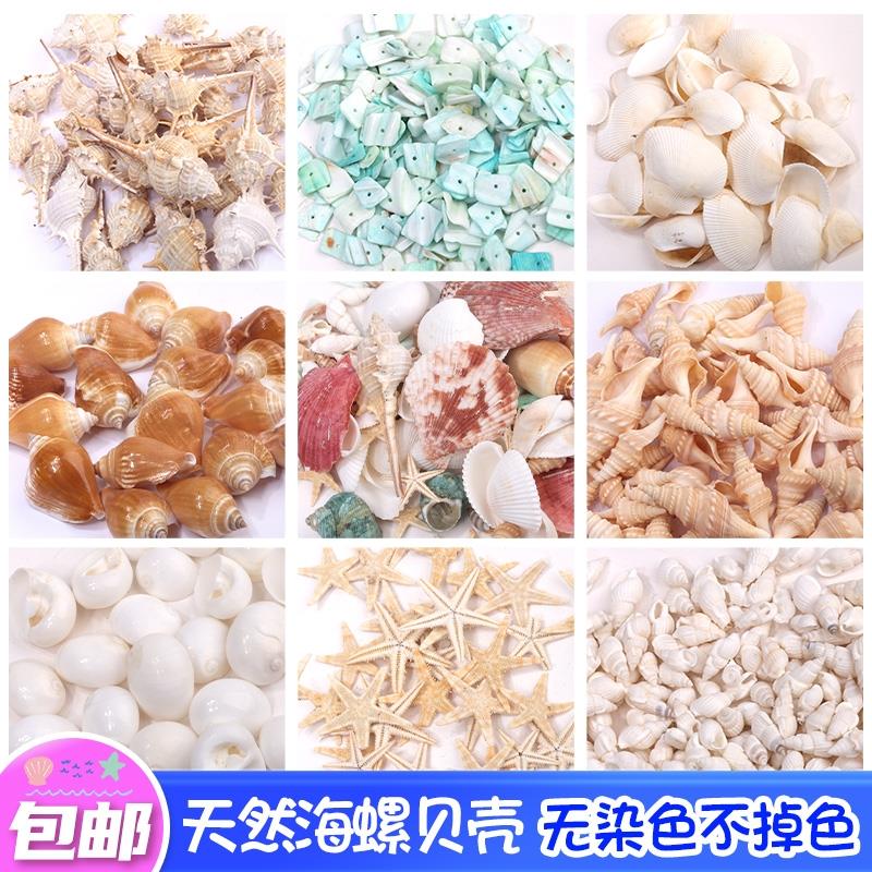 速发真螺壳海饰海星鱼缸造景装饰摆贝儿童手工风铃漂流瓶材料