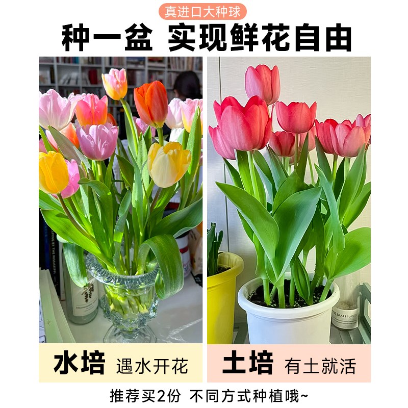 速发郁金香种球水培植物室内郁净香盆栽成品花苗好养水仙花卉图片
