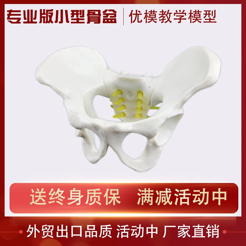 速发男小骨盆模型人体演骼医学教学教具医院学校桌上骨示讲解摆件