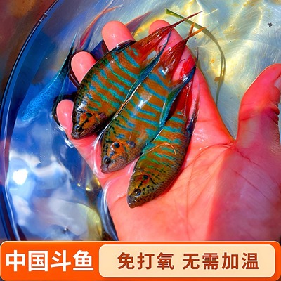 中国斗鱼活体普叉淡水不打氧原生