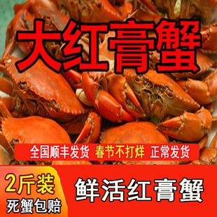 野生纯母膏蟹(2斤装/)海螃蟹大青蟹鲜活肉蟹活蟹海蟹鲜活野生