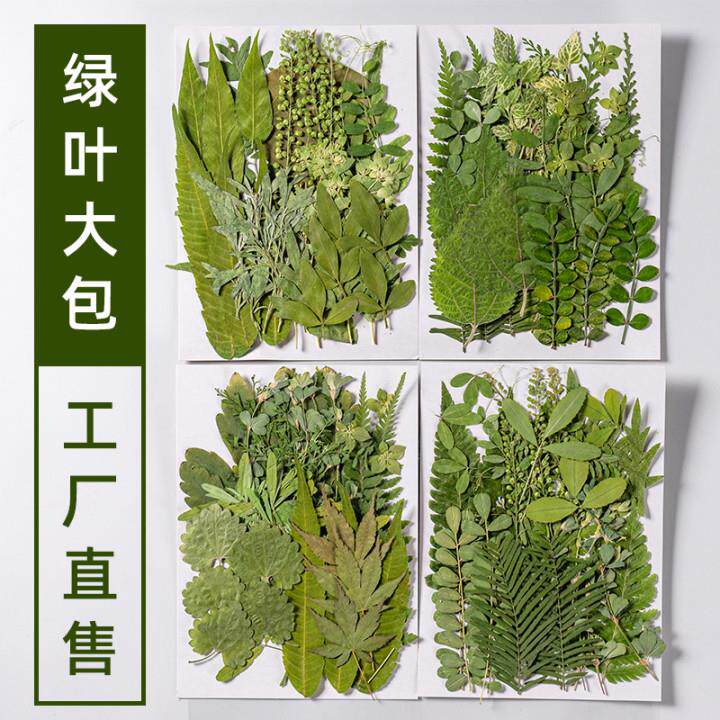真树叶植物标本干花压花 幼儿园贴画手工滴胶DIY写真贴脸押花