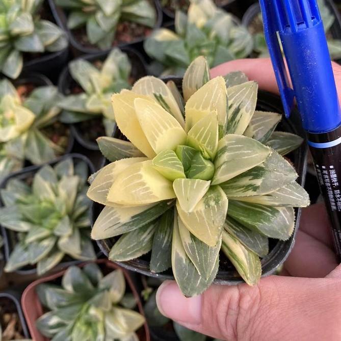 玉露锦 姬寿锦 自然锦 实拍4-6cm 多肉植物