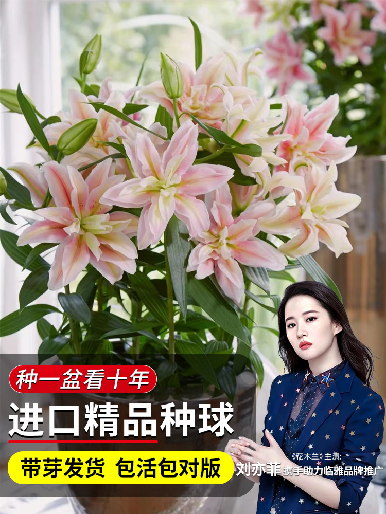 【进口种球】精品带芽香水百合种球盆栽重瓣郁金香好养四季开花卉