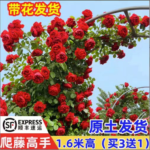 【1米6大苗】藤本月季蔷薇花苗