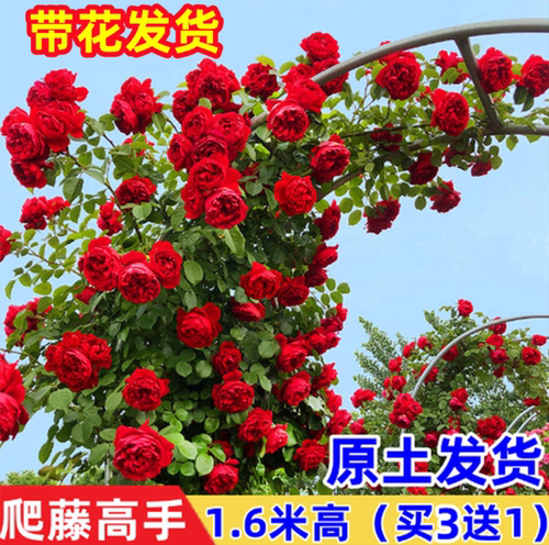 【1米6大苗】蔷薇花苗月季爬藤