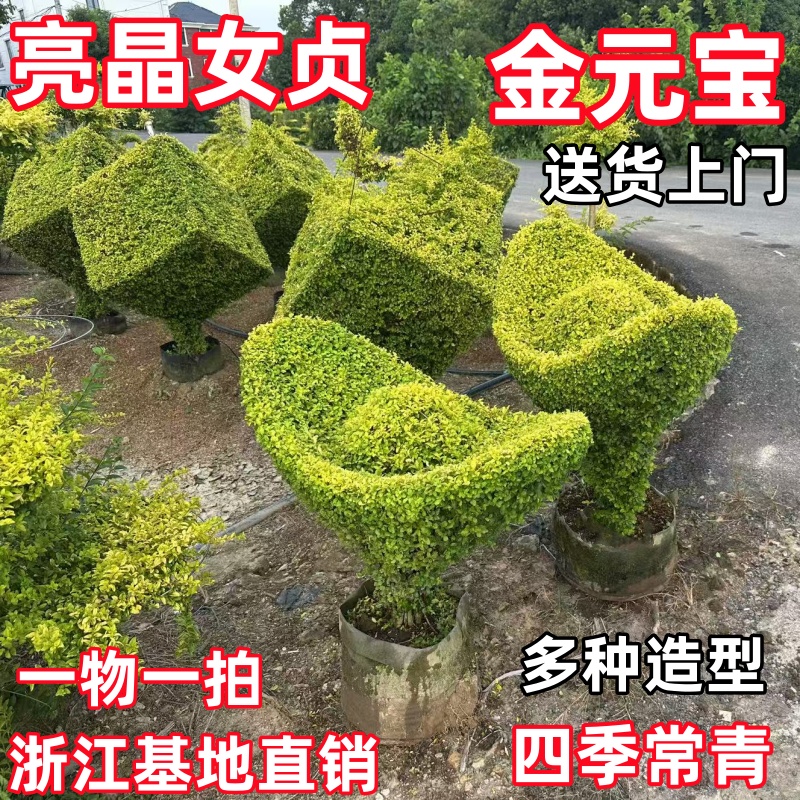 亮晶女贞棒棒糖盆栽花卉庭院搭配设计花镜植物四季常青造型树易养