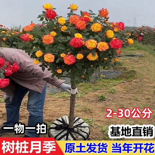 树桩月季花苗特大花多色花朵四季开花庭院高杆棒棒糖嫁接树状月季